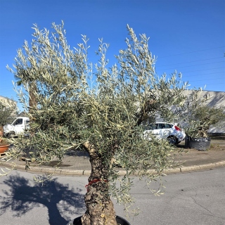 Olivenbaum "Olea Europaea" Hojiblanca (Nr. 1) 70-100cm Stammu.
