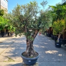 Olivenbaum Schale Nummer 4