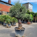 Olivenbaum "Olea Europaea" (Nr.5) 90cm Stammu....