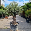 Olivenbaum "Olea Europaea" (Nr.6) 85cm Stammu....