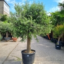 Olivenbaum "Olea Europaea" (Nr.13) 54cm Stammu....