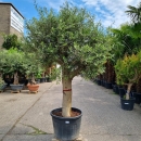 Olivenbaum "Olea Europaea" (Nr.16) 60cm Stammu....