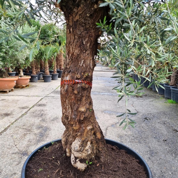 sansevieria victoria Sansevieria Victoria Whale Fin – Chlorophyll