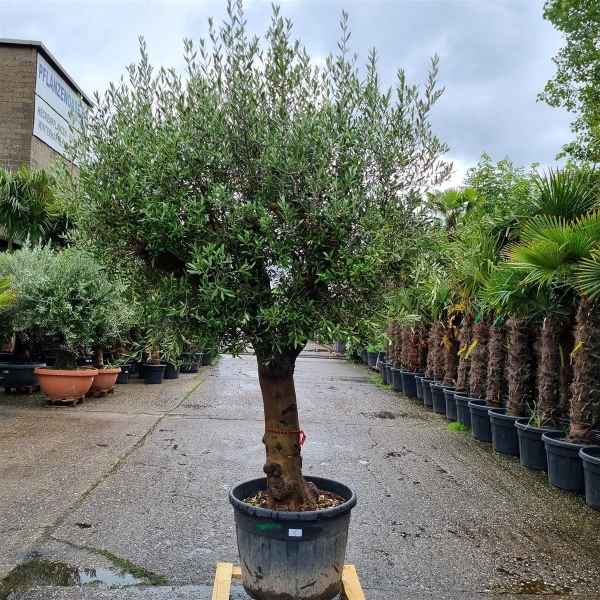 Olivenbaum "Olea Europaea" (Nr.6) 72cm Stammu. 280cm hoch