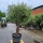 Olivenbaum "Olea Europaea" (Nr.6) 72cm Stammu. 280cm hoch