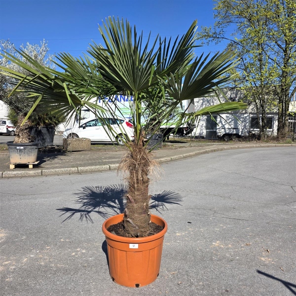Hanfpalme "Trachycarpus Fortunei" (Nr.7) 70cm Stammhöhe - 200cm hoch