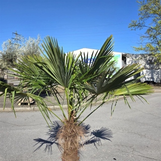 Hanfpalme "Trachycarpus Fortunei" (Nr.7) 70cm Stammhöhe - 200cm hoch