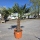 Hanfpalme "Trachycarpus Fortunei" (Nr.7) 70cm Stammhöhe - 200cm hoch