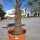 Hanfpalme "Trachycarpus Fortunei" (Nr.7) 70cm Stammhöhe - 200cm hoch