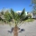 Hanfpalme "Trachycarpus Fortunei" (Nr.7) 70cm Stammhöhe - 200cm hoch