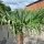 Hanfpalme "Trachycarpus Fortunei" (Nr.9) 70cm Stammhöhe - 200cm hoch