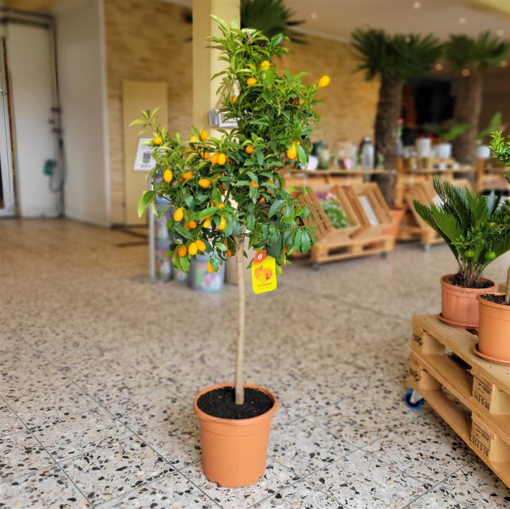 Kumquat 160cm hoch kaufen bei Pflanzenoase - Dein Shop fr Rollrasen,
