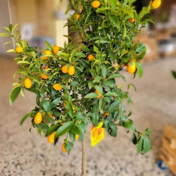 Kumquat 160cm hoch kaufen bei Pflanzenoase - Dein Shop fr Rollrasen,