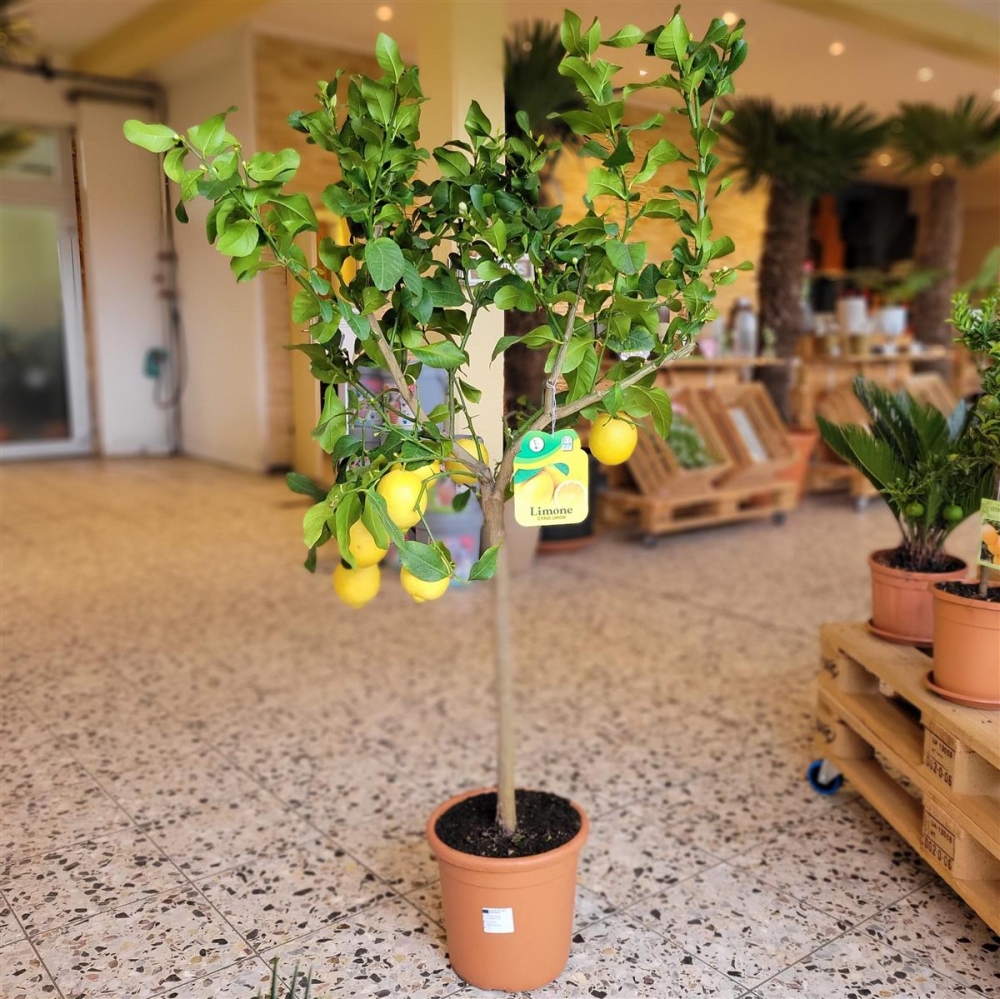 Zitronenbaum Kaufen 150 Cm