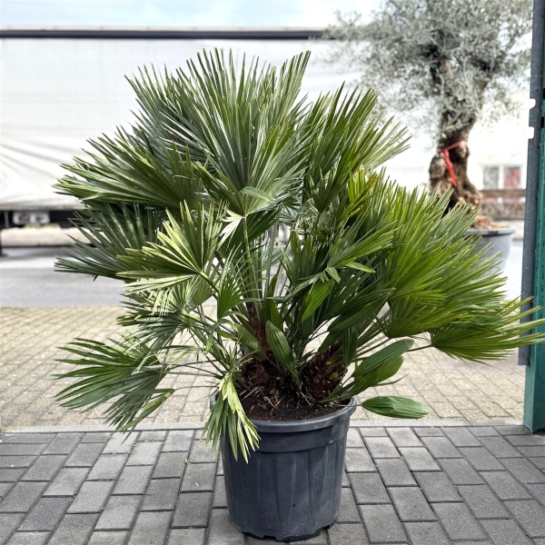 Kompakte Zwergpalme "Chamaerops Humilis Vulcano" +/-110cm