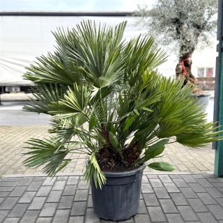 Kompakte Zwergpalme "Chamaerops Humilis...