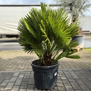Kompakte Zwergpalme "Chamaerops Humilis...