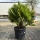 Kompakte Zwergpalme "Chamaerops Humilis Vulcano" +/-110cm