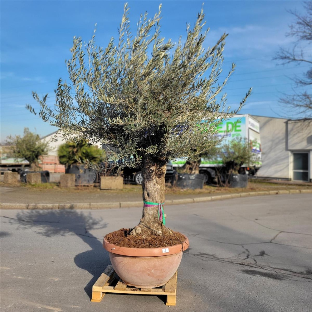 Olivenbaum mit 75cm Stammumfang kaufen I Pflanzenoase - Dein Shop fr