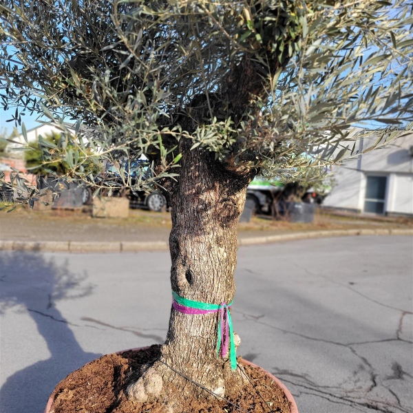 Olivenbaum mit 75cm Stammumfang kaufen I Pflanzenoase - Dein Shop fr