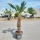 Hanfpalme "Trachycarpus Wagnerianus" 80cm Stammhöhe (Nr.5)
