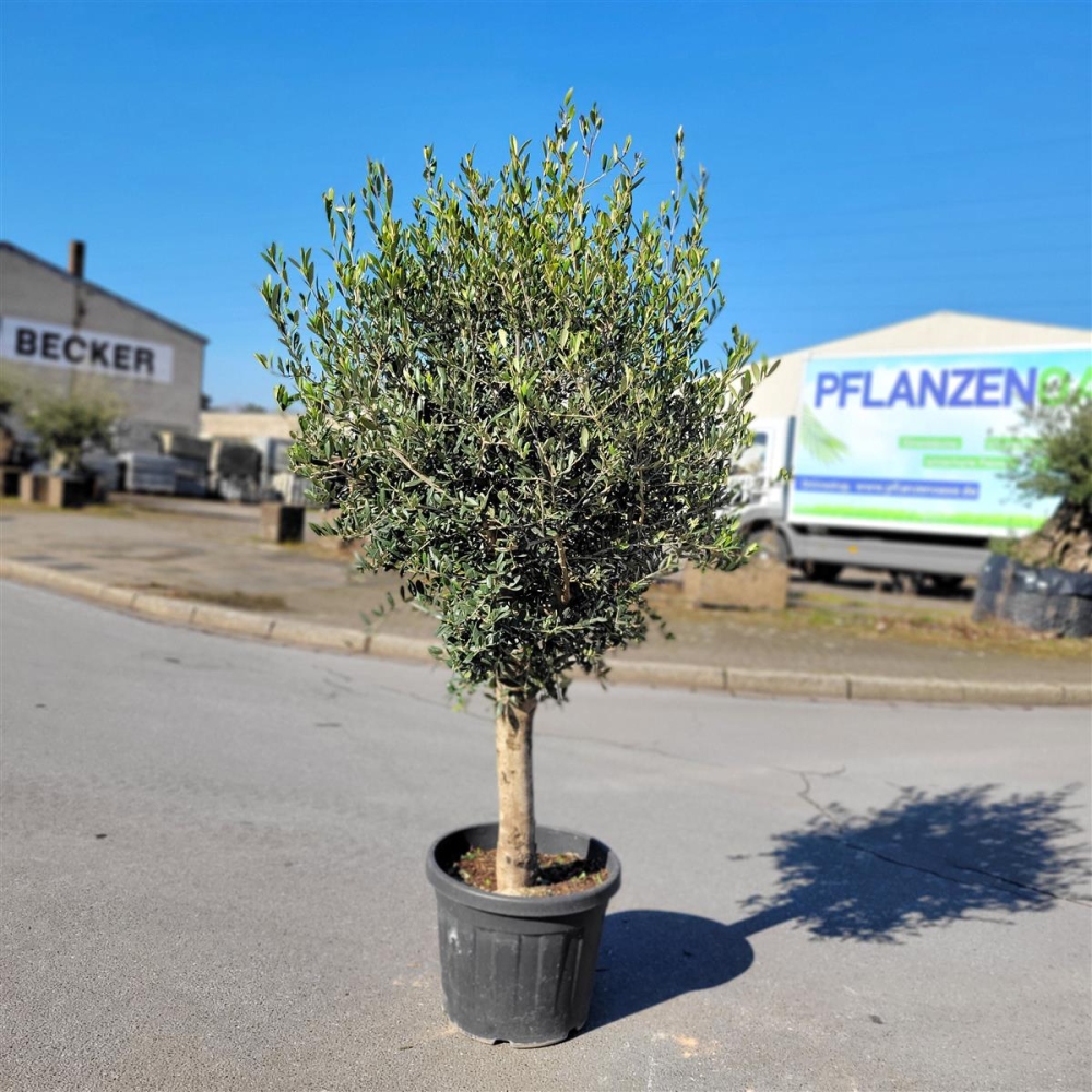 Olivenbaum "Olea Europaea" 25-30cm Stammu.+/-180cm hoch - Dein Shop f