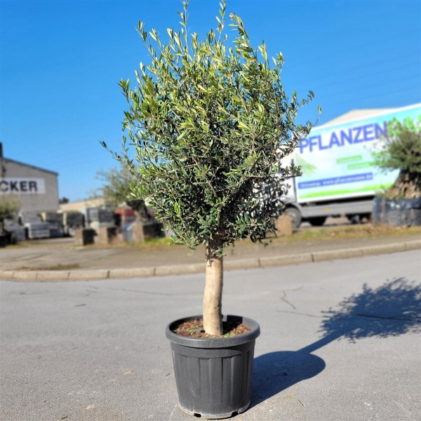 Olivenbaum "Olea Europaea" 25-30cm Stammu.+/-180cm hoch - Dein Shop f