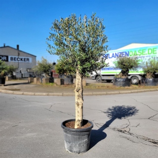 Olivenbaum "Olea Europaea"  35-40cm Stammu....