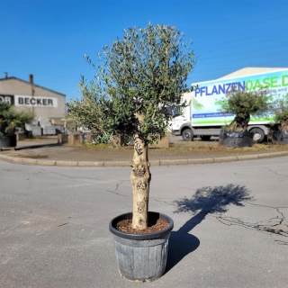 Olivenbaum "Olea Europaea"  35-40cm Stammu....