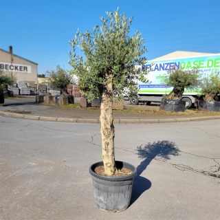 Olivenbaum "Olea Europaea"  35-40cm Stammu. +/-200cm