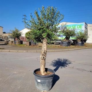 Olivenbaum "Olea Europaea"  35-40cm Stammu. +/-200cm