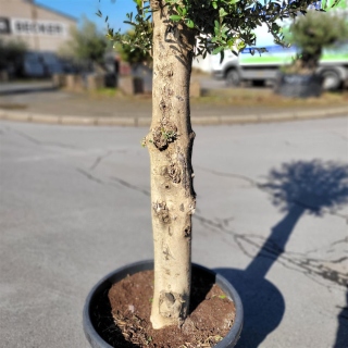Olivenbaum "Olea Europaea"  35-40cm Stammu. +/-200cm