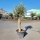 Olivenbaum "Olea Europaea"  35-40cm Stammu. +/-200cm