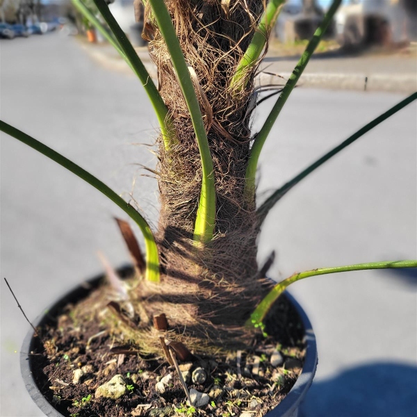 silver sword variegata Philodendron Silver Sword Variegated