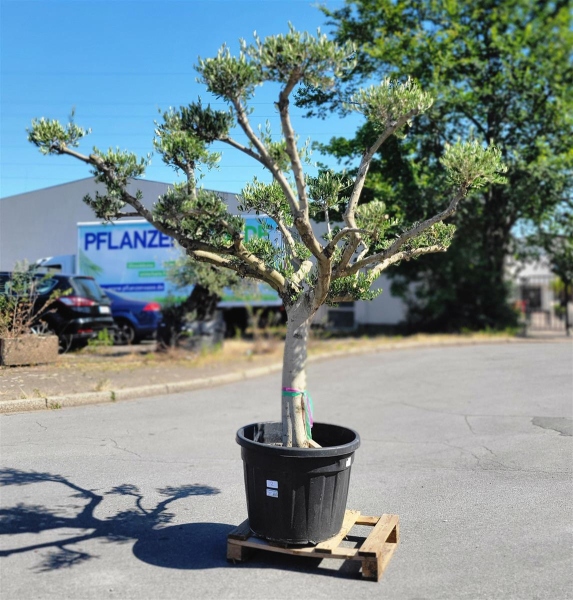 Olivenbaum "Olea Europaea" (Nr. 2) Tellerschnitt - Pon Pon 40cm Stammu.