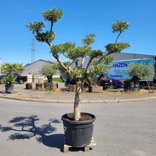 Olivenbaum "Olea Europaea" (Nr. 5)...