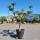 Olivenbaum "Olea Europaea" (Nr. 5) Tellerschnitt - Pon Pon 33cm Stammu.