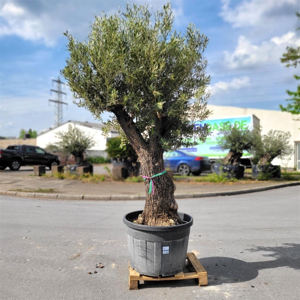 Olivenbaum "Olea Europaea" (Nr.2) 84cm Stammu. - 240cm hoch