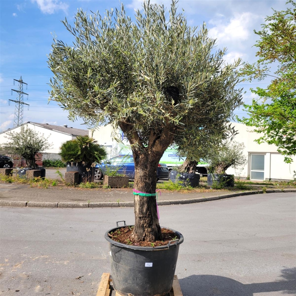 buchsbaum alternativen zwerg rhododendron bloombux Jetzt Rhododendron 'Bloombux' ® Pink online kaufen bei Bohlken  Pflanzenversand – Bohlken Pflanzenversand GbR