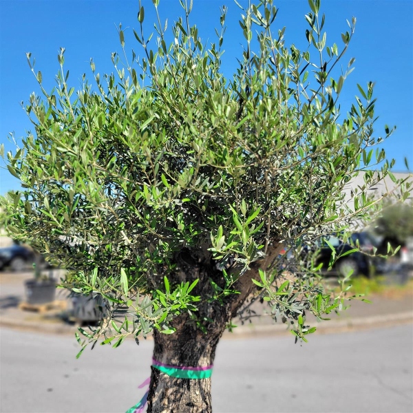 Olivenbaum mit 210cm hoch in Schale kaufen I Pflanzenoase - Dein Shop