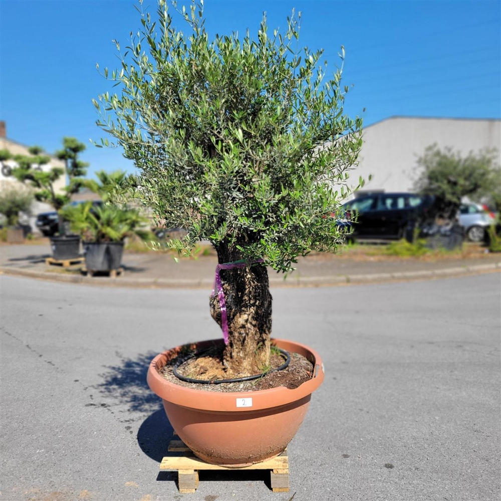 Olivenbaum mit 200cm hoch in Schale kaufen I Pflanzenoase - Dein Shop
