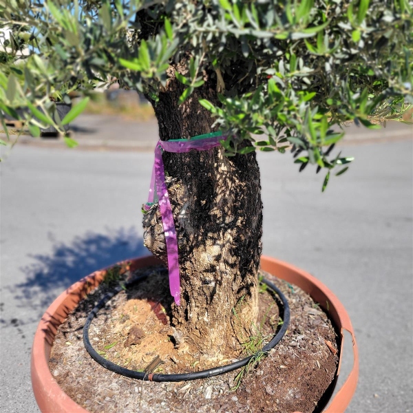 Olivenbaum mit 200cm hoch in Schale kaufen I Pflanzenoase - Dein Shop