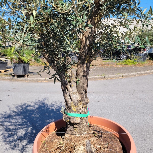snake plant tree Mother in Law Plant ‘Sansevieria trifasciata’ Snake Plant main image 1