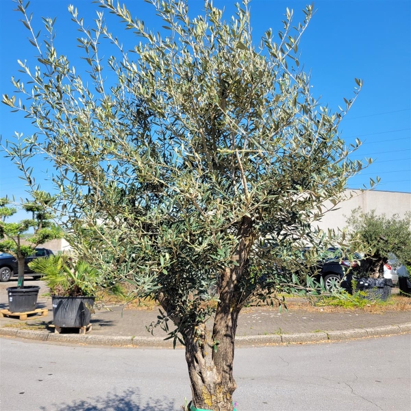 asche dünger thuja Thuja Dünger