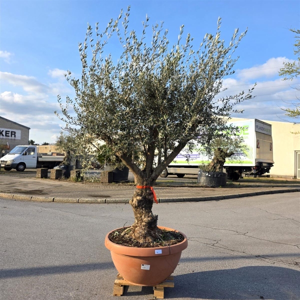 Olivenbaum Schale Nummer 1