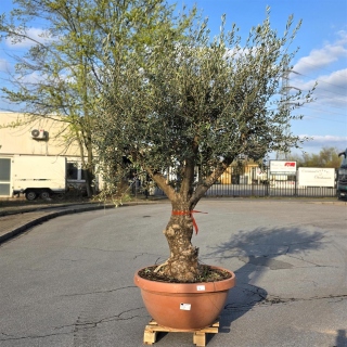 Olivenbaum Schale Nummer 1 70cm Stammumfang