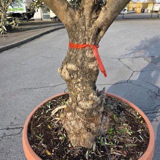 Olivenbaum "Olea Europaea" 70cm Stammu. Schale 4 - Verzweigt