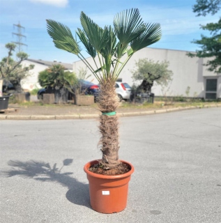 Hanfpalme "Trachycarpus Wagnerianus" 80cm...