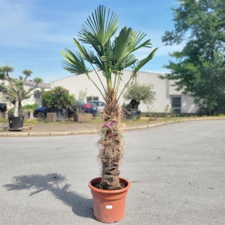 Hanfpalme "Trachycarpus Wagnerianus" 100cm Stammhöhe (Nr.11)