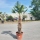 Hanfpalme "Trachycarpus Wagnerianus" 100cm Stammhöhe (Nr.11)
